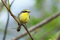 Tumbes Chat-Tyrant